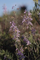 Cyanella orchidiformis