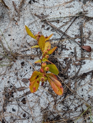 Image of Gaylussacia dumosa by (c) Valerie Anderson, some rights reserved (CC BY)