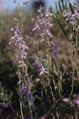 Cyanella orchidiformis