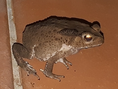 Duttaphrynus melanostictus