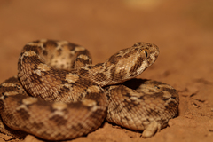 Echis leucogaster