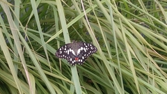 Papilio demoleus