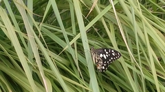 Papilio demoleus