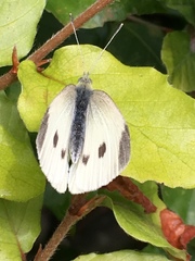 Pieris rapae