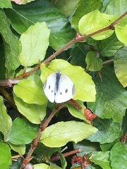 Pieris rapae