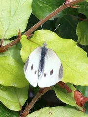 Pieris rapae