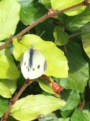Pieris rapae