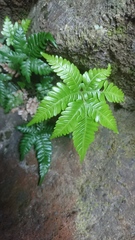 Pteris minor