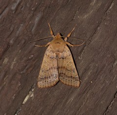 Agrochola pistacinoides