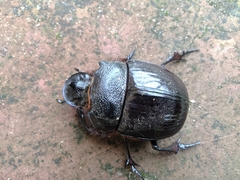 Heliocopris bucephalus