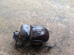 Heliocopris bucephalus