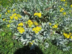 Senecio lanceus