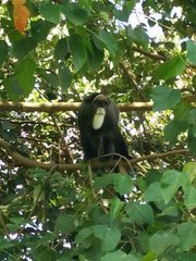 Cercopithecus neglectus