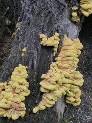 Laetiporus sulphureus