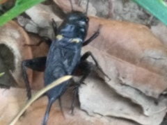 Gryllus bimaculatus