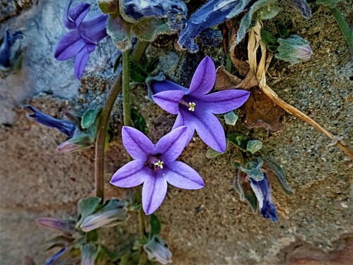 Campanula anchusiflora