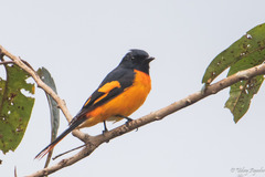 Pericrocotus flammeus