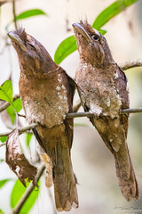 Batrachostomus moniliger