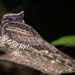 Eared Nightjars - Photo (c) Uday Agashe, some rights reserved (CC BY-NC), uploaded by Uday Agashe