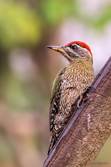 Picus xanthopygaeus