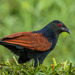 Greater Coucal - Photo (c) Uday Agashe, some rights reserved (CC BY-NC), uploaded by Uday Agashe