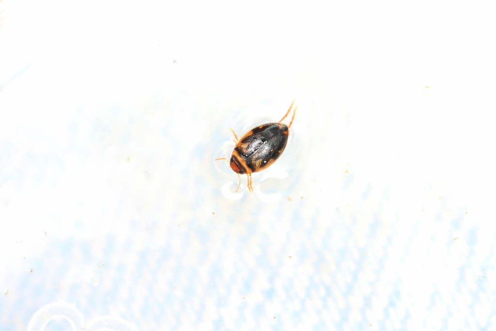 Haplotrinchus Inaequalis Hygrotus inaequalis from Кстовский р-н, Нижегородская обл., Россия on ...