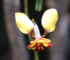 Diuris brachyscapa