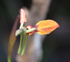 Diuris brachyscapa