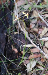 Diuris brachyscapa