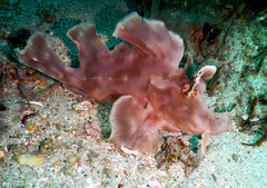 Rhinopias eschmeyeri