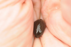 Hydrochara caraboides