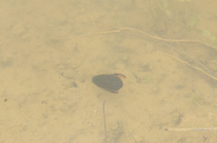 Cybister lateralimarginalis