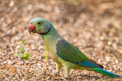 Psittacula columboides