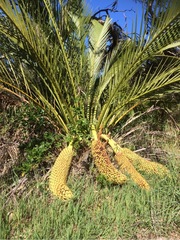 Macrozamia fraseri
