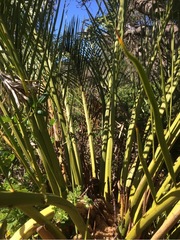 Macrozamia fraseri