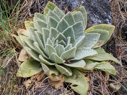 Verbascum thapsus image