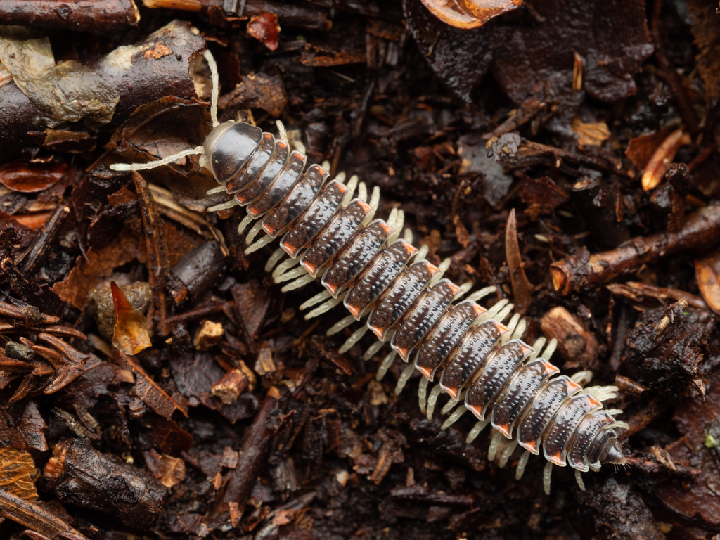 Cherry Millipedes
