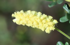 Acacia drummondii