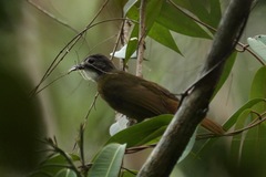 Criniger calurus