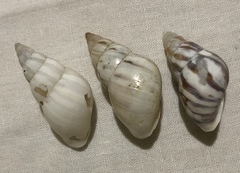 Leiostracus