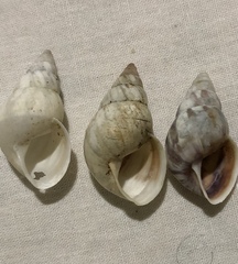 Leiostracus