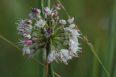 Allium suaveolens