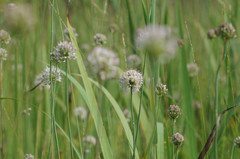 Allium suaveolens