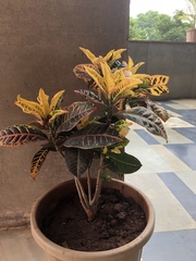 Codiaeum variegatum