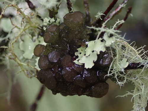 Gabura fascicularis