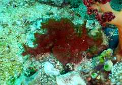 Rhinopias eschmeyeri