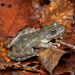 Kajika Frogs - Photo (c) Ryosuke Kuwahara, some rights reserved (CC BY-NC)