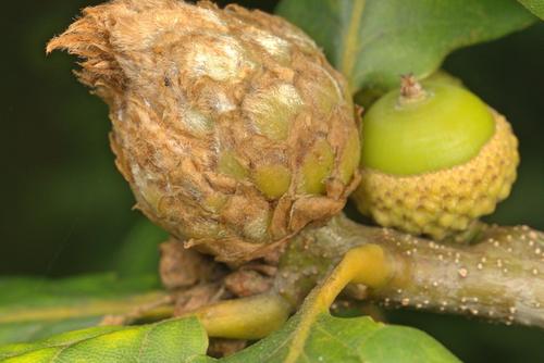 Oak Artichoke Gall Wasp