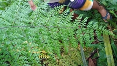 Asplenium laserpitiifolium