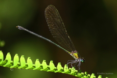 Vestalis nigrescens